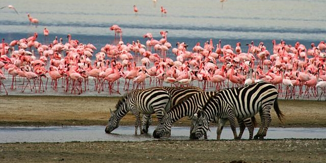 Lake Manyara Nationalpark Abenteuer Tansania