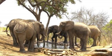 Tarangire Treetops, Elefanten am Wasserloch