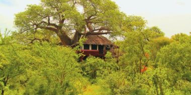 Tarangire Treetops, Baumhaus